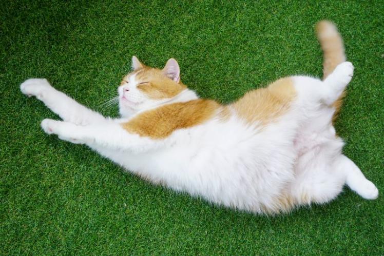 A sleeping cat